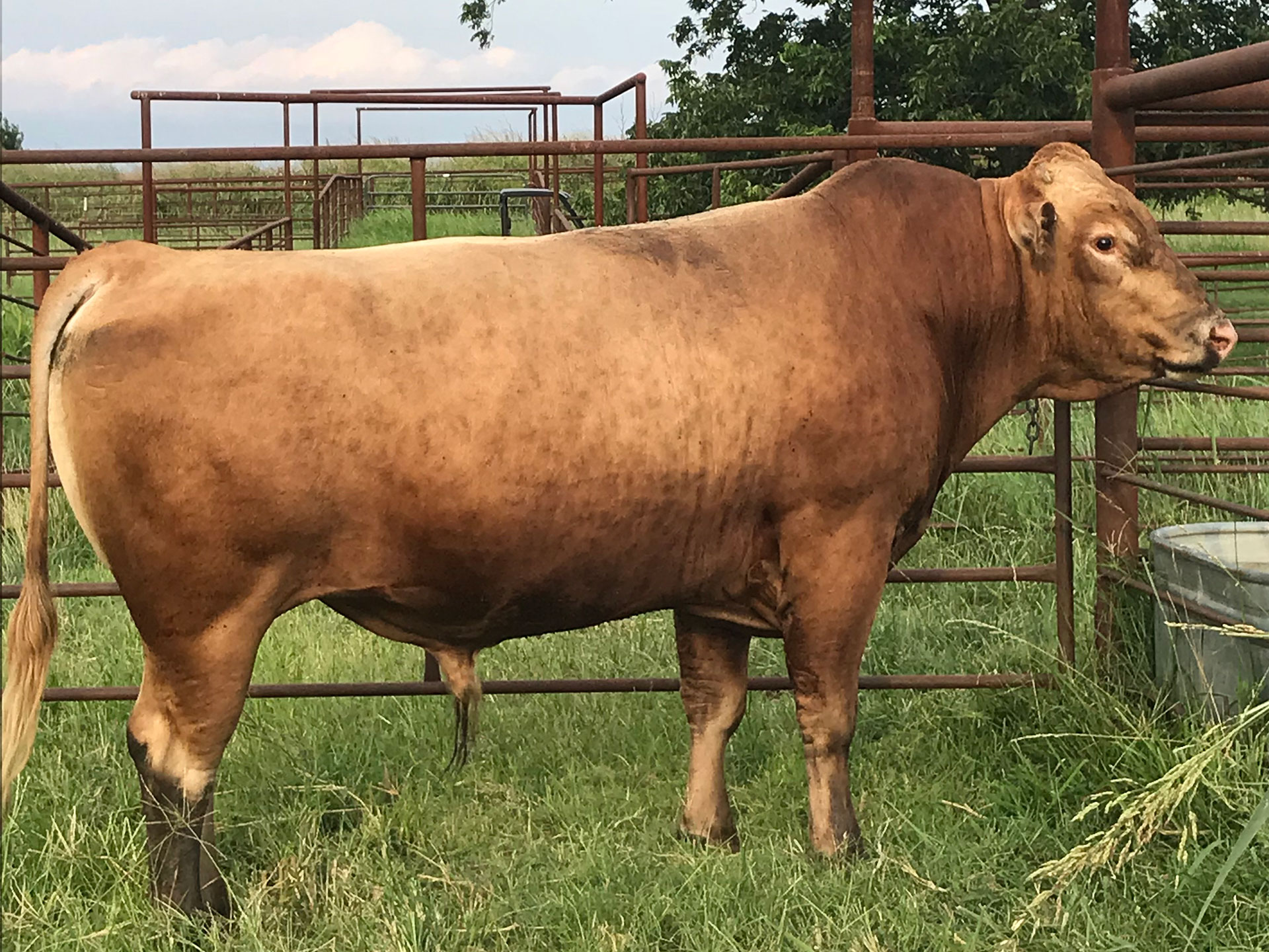 Fullblood Wagyu Sires for Hire and For Sale - Goodsell Land & Cattle